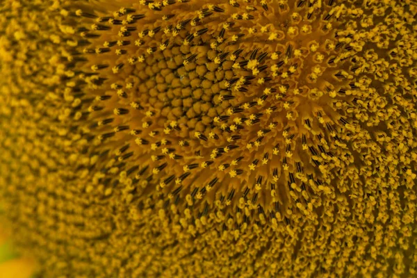 Sunflower Background Close Macro Photo — Stock Photo, Image