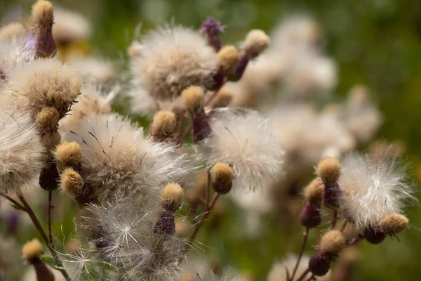 Campo Com Flores Florescendo Verão Ucrânia — Fotografia de Stock