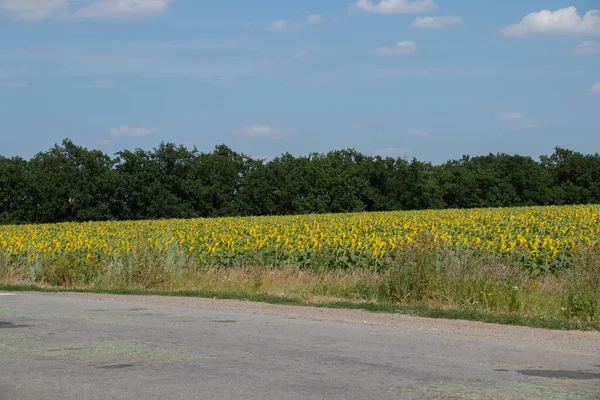 Champ Tournesols Sur Fond Ciel Route Par Une Journée Ensoleillée — Photo