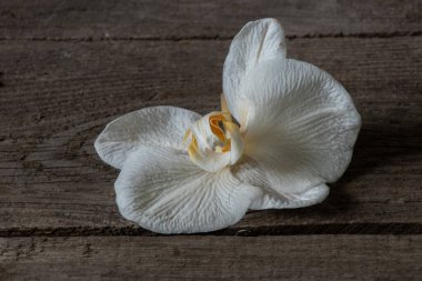 Eski ahşap bir masanın üzerinde beyaz orkide.