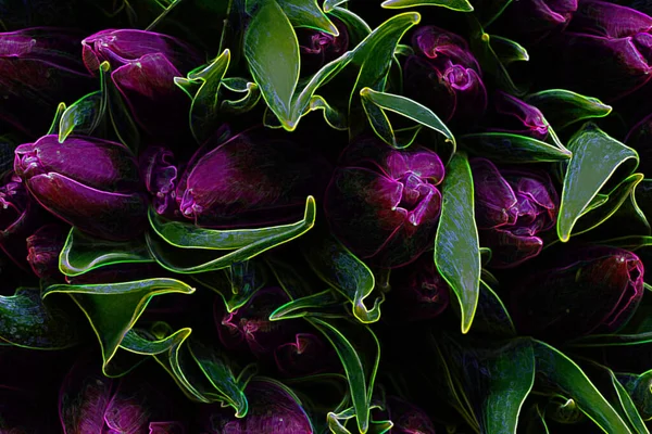 Bouquet Purple Tulips Neon Design — Stock Photo, Image