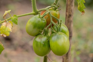 yeşil domatesler sebze bahçesi yazın bahçede yetişir.