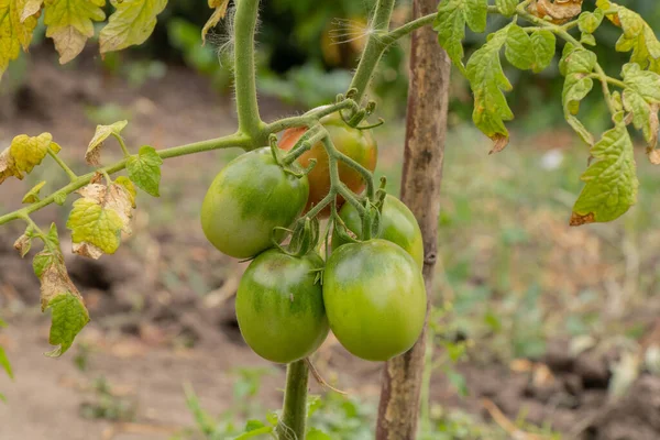 Pomodori verdi orto crescono in giardino in estate — Foto Stock