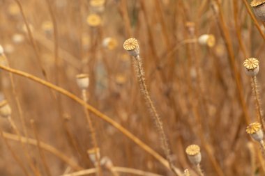 Kuru haşhaş altın bir ışıkta tarlada