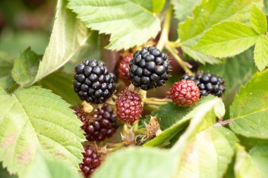 Böğürtlenler Ukrayna 'da bahçede olgunlaşır Yazın güneşte