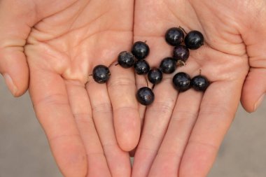 Siyah frenk üzümü dişilerin avuçlarında uzanır.