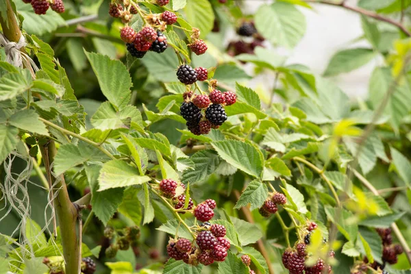 Blackberries Ripen Garden Ukraine Summer Sun — Stock Photo, Image