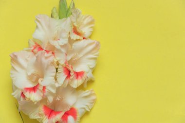 Renkli bir arkaplanda yakın plan üzerinde gladiolus