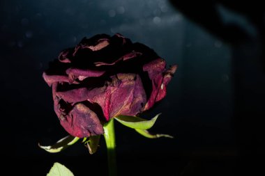 Karanlıkta koyu bir arka planda kuru bir gül.