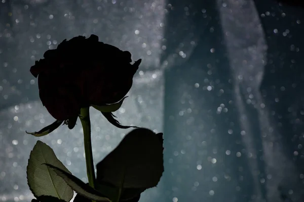 Eine Trockene Rose Dunkeln Auf Dunklem Hintergrund Nahaufnahme — Stockfoto