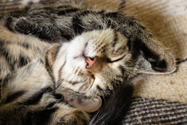 Çizgili yakın planda uyuyan tüylü evcil bir kedinin ağızlığı.