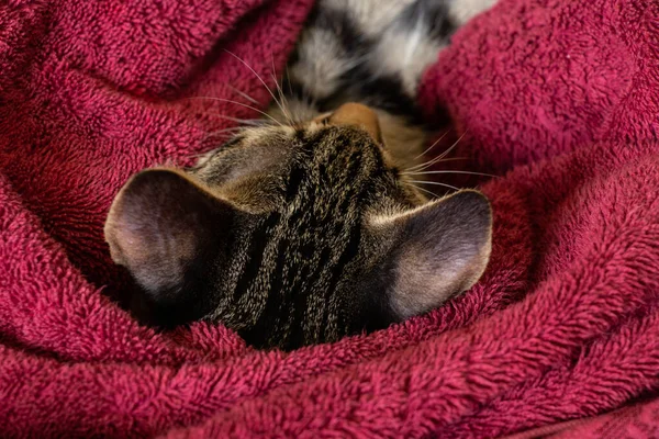 Tabby Domestic Cat Lies Wrapped Red Towel — Stock Photo, Image