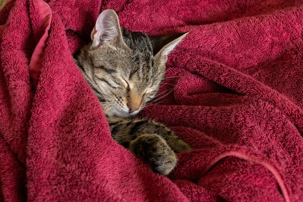 Eine Gestromte Hauskatze Liegt Eingewickelt Ein Rotes Handtuch — Stockfoto