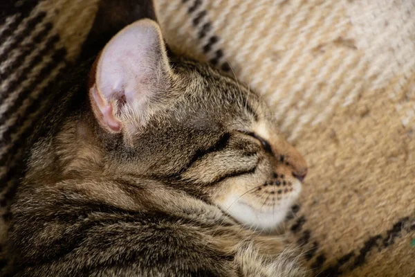 Bozal Gato Doméstico Peludo Dormido Primer Plano Rayado — Foto de Stock