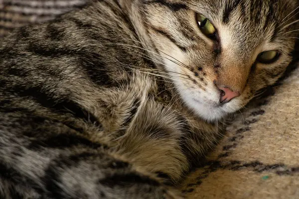 Munkorg Sovande Lurvig Tamkatt Randig Närbild — Stockfoto