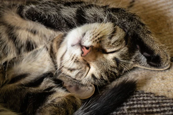 Muzzle Sleeping Furry Domestic Cat Striped Close — Stock Photo, Image