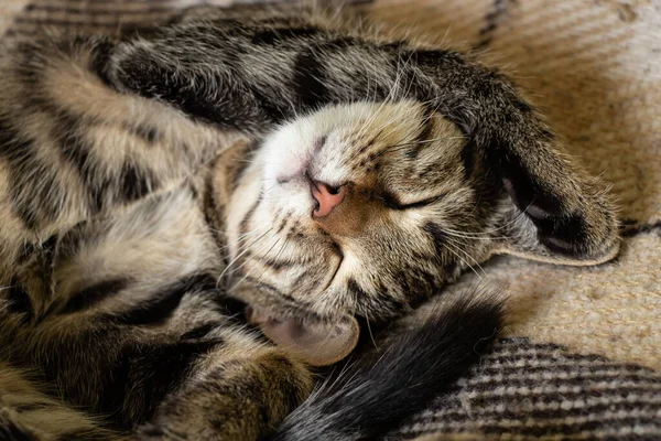 Морда Спящего Пушистого Домашнего Кота Полосатом Крупном Плане — стоковое фото