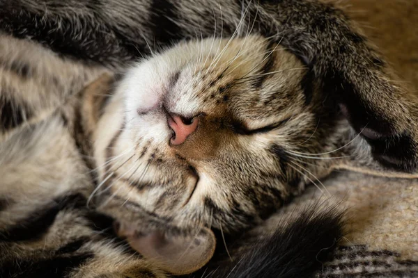 Морда Спящего Пушистого Домашнего Кота Полосатом Крупном Плане — стоковое фото