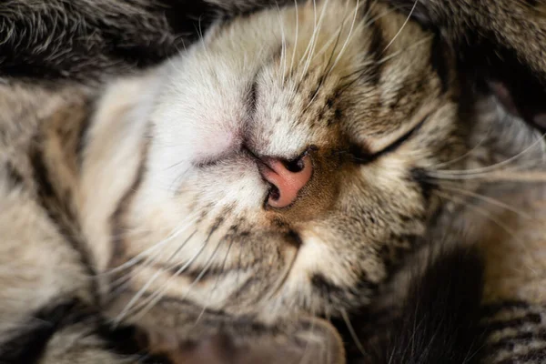 Bozal Gato Doméstico Peludo Dormido Primer Plano Rayado — Foto de Stock