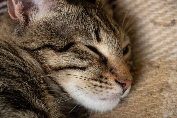 Muzzle Sleeping Furry Domestic Cat Striped Close — Stock Photo, Image