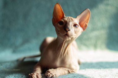 Sphynx kel kedisi stüdyoda karanlık bir arka planda oturuyor.