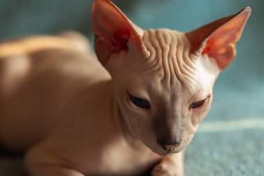 Sphynx kel kedisi stüdyoda karanlık bir arka planda oturuyor.