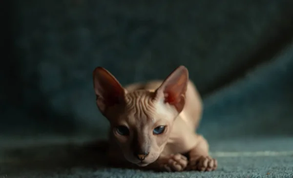 스핑크스 고양이는 스튜디오의 어두운 배경에 — 스톡 사진