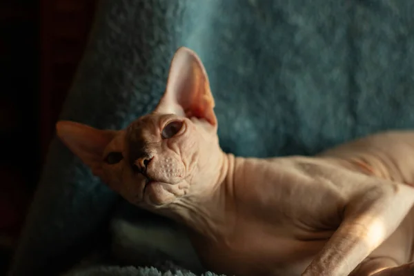 Sphynx Bald Cat Sits Dark Background Studio — Stock Photo, Image