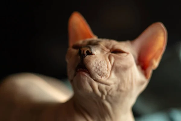 Szfinx Kopasz Macska Egy Sötét Háttér Ban Stúdió — Stock Fotó