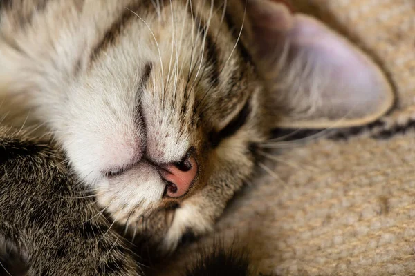 Bozal Gato Doméstico Peludo Dormido Primer Plano Rayado — Foto de Stock