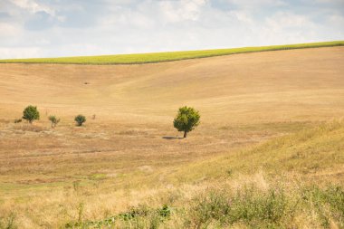 Yeşil bir ağaç, Ukrayna 'da bir tarlada, sarı, kuru çimenlerin ve gökyüzündeki bulutların arka planında duruyor.