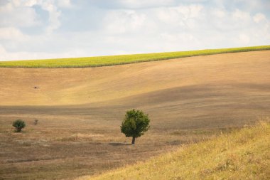 Yeşil bir ağaç, Ukrayna 'da bir tarlada, sarı, kuru çimenlerin ve gökyüzündeki bulutların arka planında duruyor.