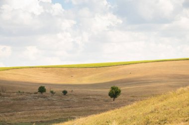 Yeşil bir ağaç, Ukrayna 'da bir tarlada, sarı, kuru çimenlerin ve gökyüzündeki bulutların arka planında duruyor.