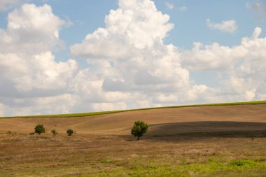 Yeşil bir ağaç, Ukrayna 'da bir tarlada, sarı, kuru çimenlerin ve gökyüzündeki bulutların arka planında duruyor.