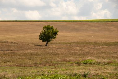 Yeşil bir ağaç, Ukrayna 'da bir tarlada, sarı, kuru çimenlerin ve gökyüzündeki bulutların arka planında duruyor.