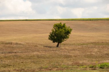 Yeşil bir ağaç, Ukrayna 'da bir tarlada, sarı, kuru çimenlerin ve gökyüzündeki bulutların arka planında duruyor.