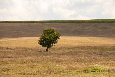 Yeşil bir ağaç, Ukrayna 'da bir tarlada, sarı, kuru çimenlerin ve gökyüzündeki bulutların arka planında duruyor.