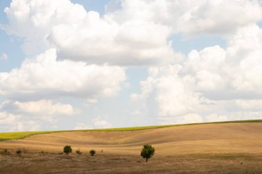 Yeşil bir ağaç, Ukrayna 'da bir tarlada, sarı, kuru çimenlerin ve gökyüzündeki bulutların arka planında duruyor.