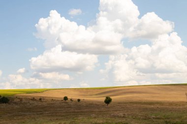 Yeşil bir ağaç, Ukrayna 'da bir tarlada, sarı, kuru çimenlerin ve gökyüzündeki bulutların arka planında duruyor.
