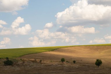 Yeşil bir ağaç, Ukrayna 'da bir tarlada, sarı, kuru çimenlerin ve gökyüzündeki bulutların arka planında duruyor.