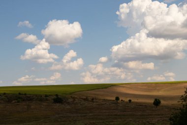 Yeşil bir ağaç, Ukrayna 'da bir tarlada, sarı, kuru çimenlerin ve gökyüzündeki bulutların arka planında duruyor.