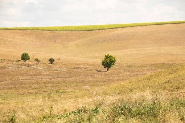 Yeşil bir ağaç, Ukrayna 'da bir tarlada, sarı, kuru çimenlerin ve gökyüzündeki bulutların arka planında duruyor.