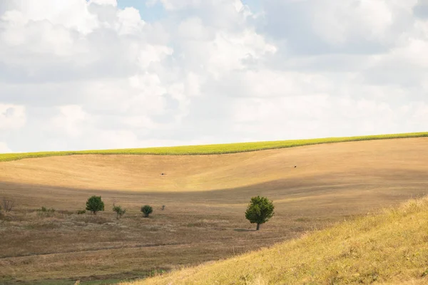 Yeşil bir ağaç, Ukrayna 'da bir tarlada, sarı, kuru çimenlerin ve gökyüzündeki bulutların arka planında duruyor.