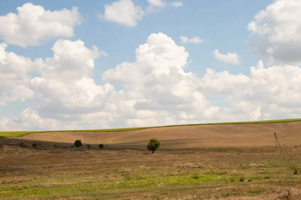 Yeşil bir ağaç, Ukrayna 'da bir tarlada, sarı, kuru çimenlerin ve gökyüzündeki bulutların arka planında duruyor.