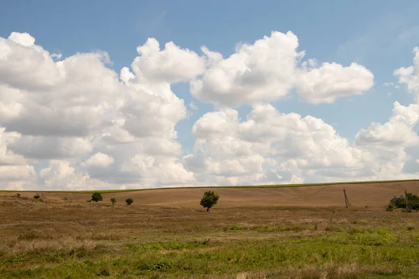 우크라이나 하늘에 노란색 구름의 배경을 배경으로 줄기의 나무가서 — 스톡 사진
