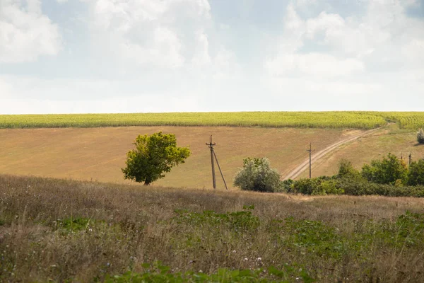 在乌克兰 一棵绿树矗立在田野的光束下 背景是一片黄色的干草和天空中的云彩 — 图库照片
