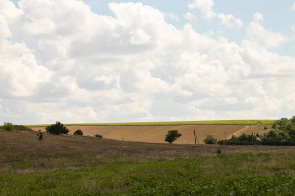 Árbol Verde Encuentra Campo Una Viga Sobre Fondo Hierba Seca — Foto de Stock