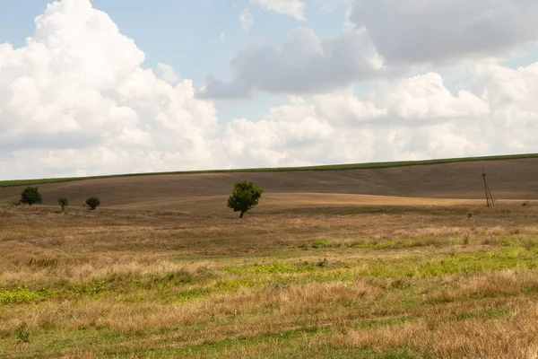 Yeşil bir ağaç, Ukrayna 'da bir tarlada, sarı, kuru çimenlerin ve gökyüzündeki bulutların arka planında duruyor.