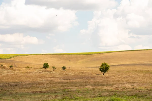 Yeşil bir ağaç, Ukrayna 'da bir tarlada, sarı, kuru çimenlerin ve gökyüzündeki bulutların arka planında duruyor.