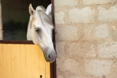 Ukrayna 'da bir çiftlikte beyaz at. Yaklaş.